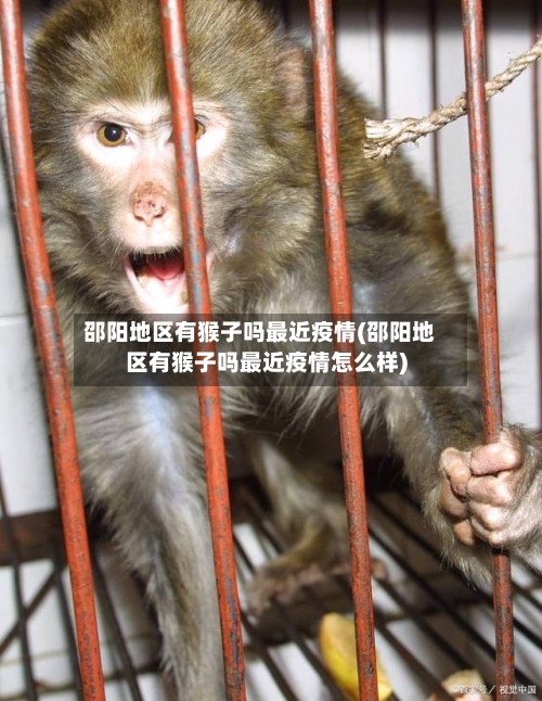 邵阳地区有猴子吗最近疫情(邵阳地区有猴子吗最近疫情怎么样)